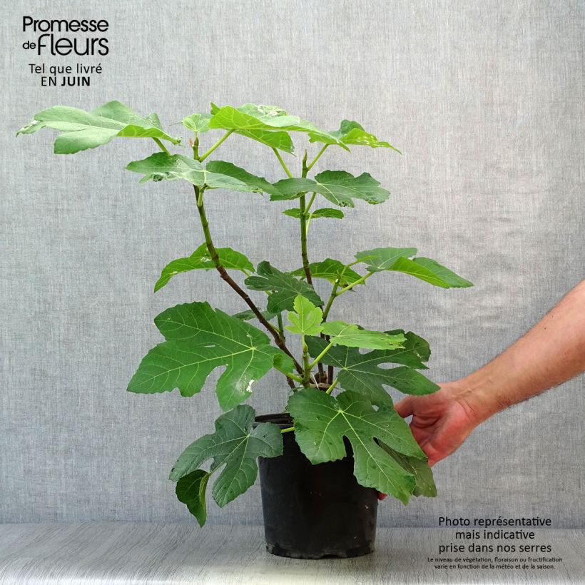 Amostra de Figueira Panachée - Ficus carica Vaso de 4 L/5 L, Arbusto tal como entregue no verão