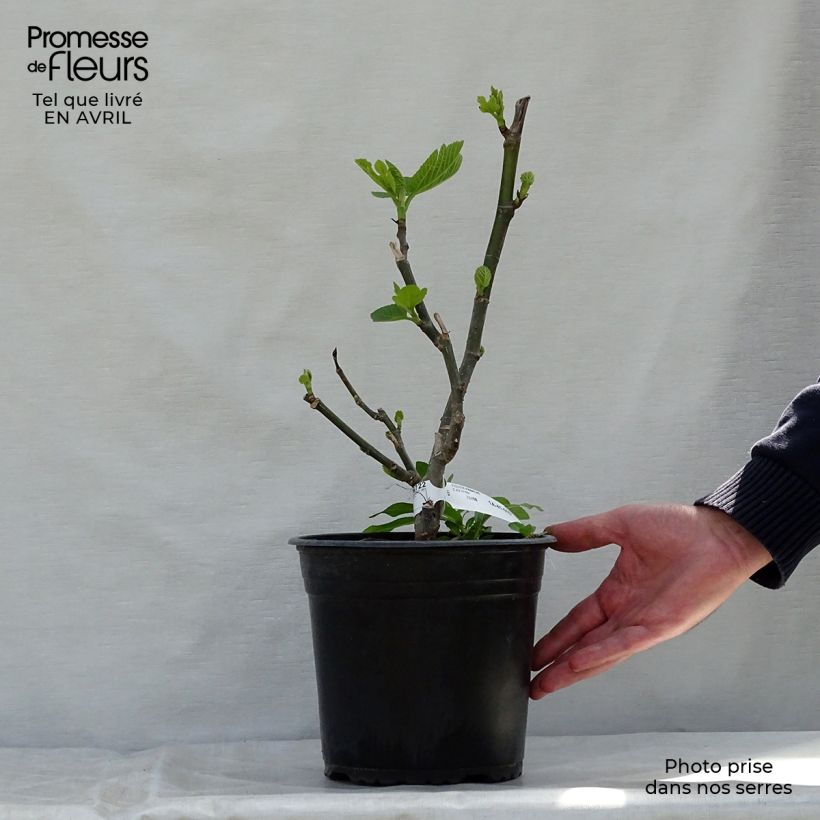 Amostra de Figueira Panachée - Ficus carica Vaso de 4 L/5 L, Arbusto tal como entregue na primavera