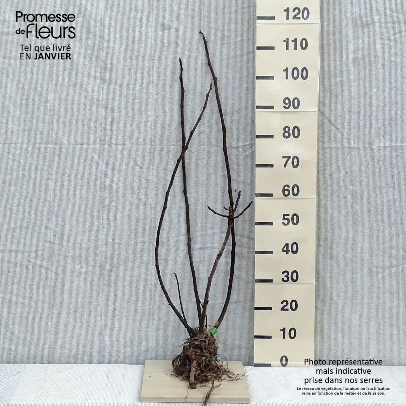 Amostra de Figuier Rouge de Bordeaux Bio Raízes nuas tal como entregue no inverno