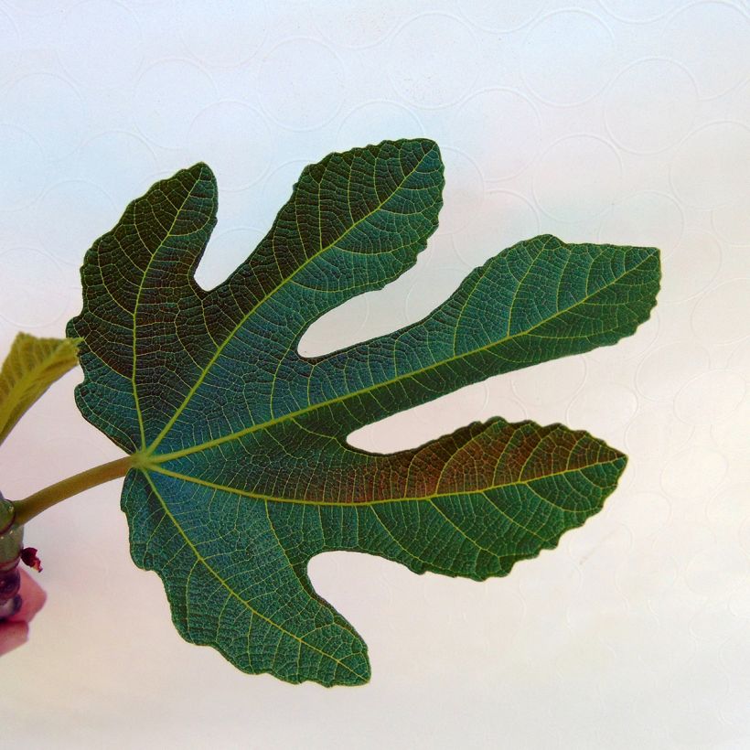 Figueira Vermelha de Bordéus - Ficus carica (Folhagem)