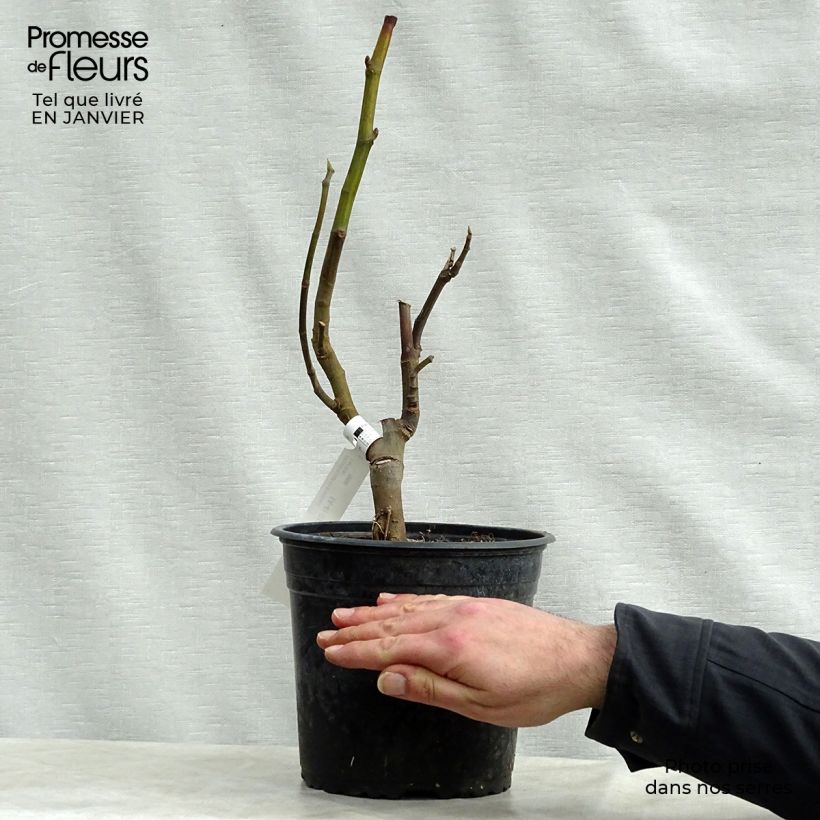 Amostra de Figuier Rouge de Bordeaux - Pastilière Vaso de 4 L/5 L, Arbusto tal como entregue no inverno