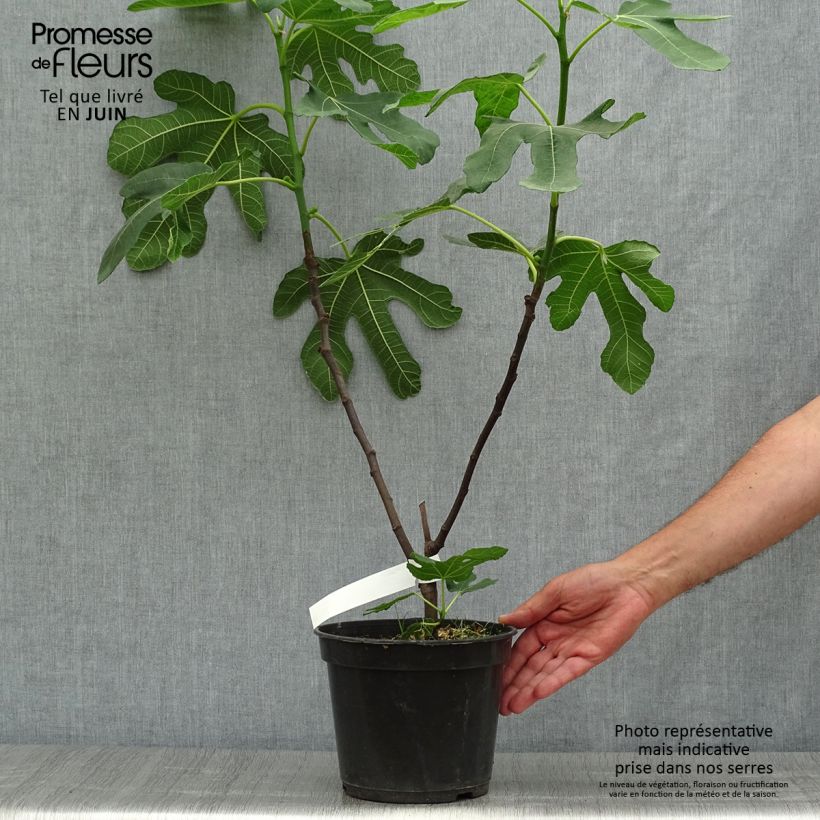 Amostra de Figueira Vermelha de Bordéus - Ficus carica Vaso de 4 L/5 L, Arbusto tal como entregue no verão
