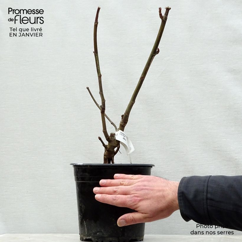 Amostra de Figuier Violette Dauphine Vaso de 2 L/3 L, Arbusto tal como entregue no inverno