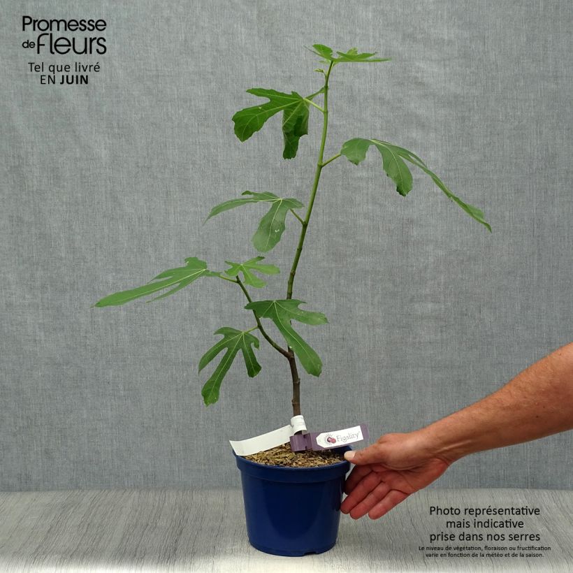Amostra de Figueira-anã Figality - Ficus carica Vaso de 2 L/3 L, Arbusto tal como entregue no verão