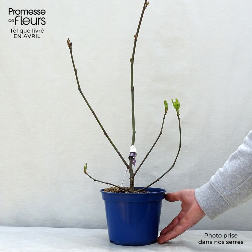 Amostra de Figueira-anã Figality - Ficus carica Vaso de 2 L/3 L, Arbusto tal como entregue na primavera