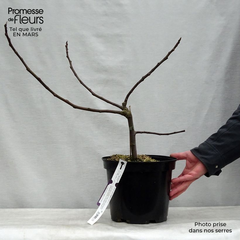 Amostra de Figueira-anã Figality - Ficus carica Vaso de 7,5 L/10 L, Arbusto tal como entregue na primavera