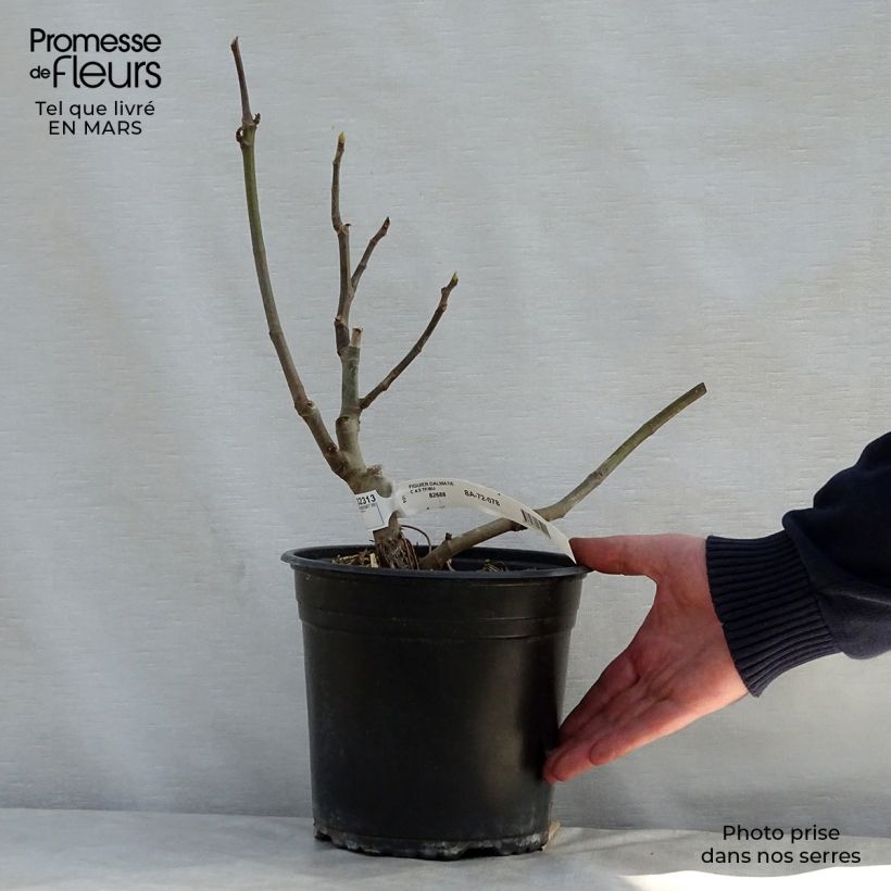 Amostra de Figueira Precoce da Dalmácia - Ficus carica Vaso de 4 L/5 L, Arbusto tal como entregue na primavera