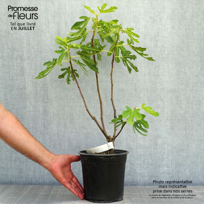 Amostra de Figueira Precoce da Dalmácia - Ficus carica Vaso de 4 L/5 L, Arbusto tal como entregue no verão