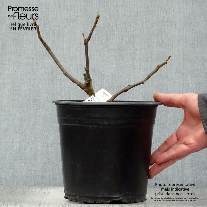 Amostra de Figuier précoce de Dalmatie - Ficus carica Vaso de 4 L/5 L, Arbusto tal como entregue no inverno