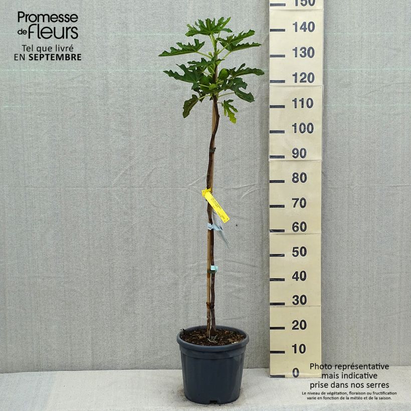 Amostra de Figueira Precoce da Dalmácia - Ficus carica Vaso de 12 L/15 L, Meia haste tal como entregue no verão