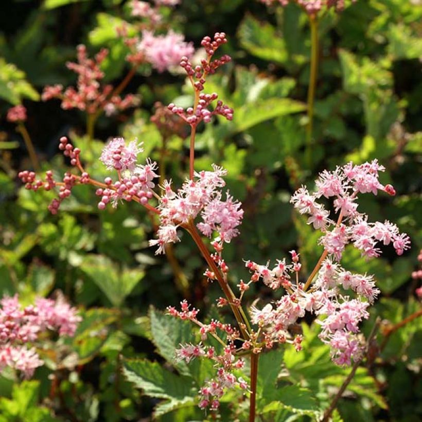 Filipendula Kahome (Floração)