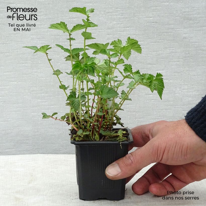 Amostra de Filipendula Kahome Vaso de 8/9 cm tal como entregue na primavera