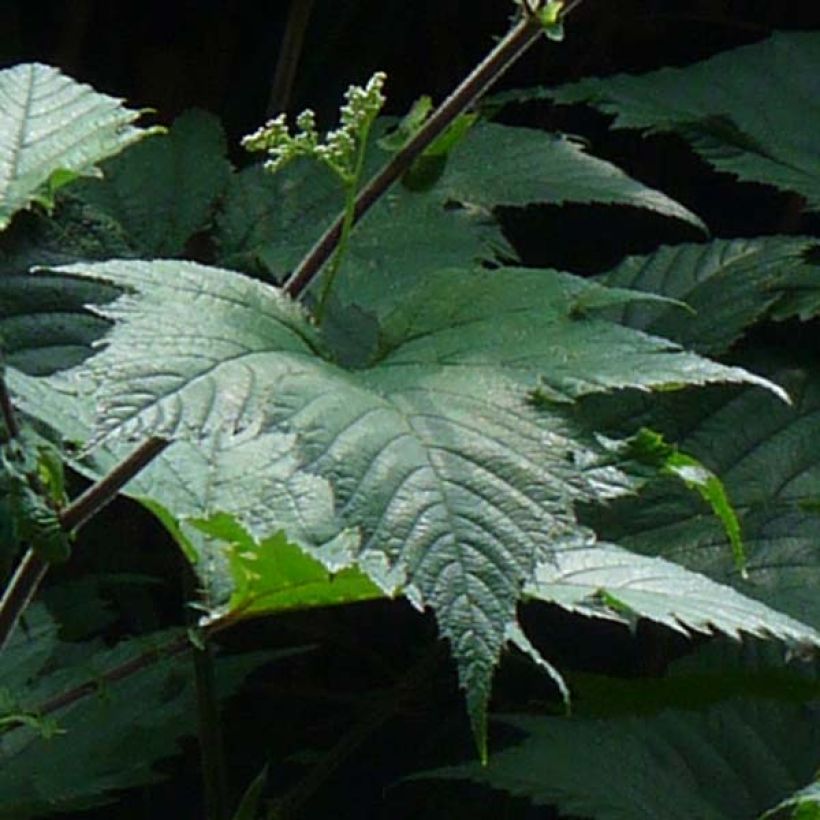 Filipendula camtschatica (Folhagem)