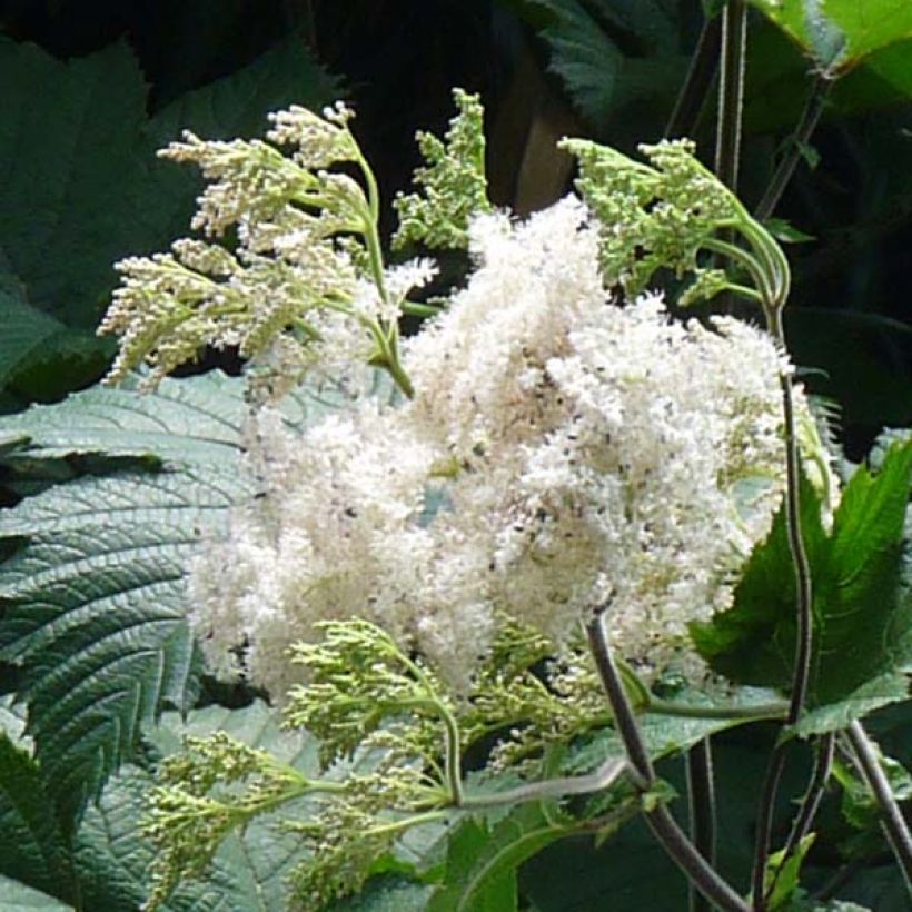 Filipendula camtschatica (Floração)