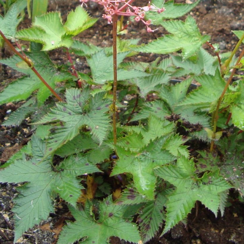 Filipendula multijuga (Folhagem)
