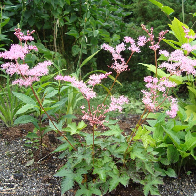 Filipendula multijuga (Hábito)
