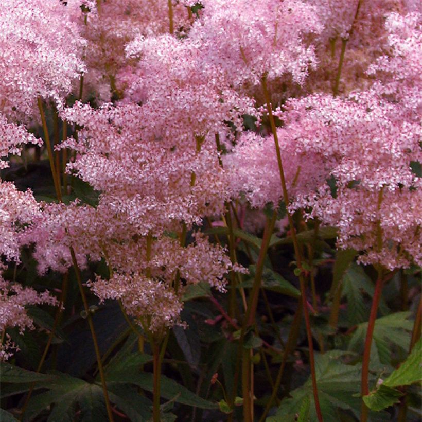 Filipendula palmata (Floração)
