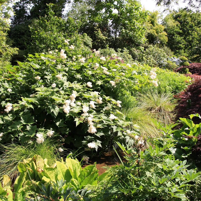 Filipendula palmata (Hábito)
