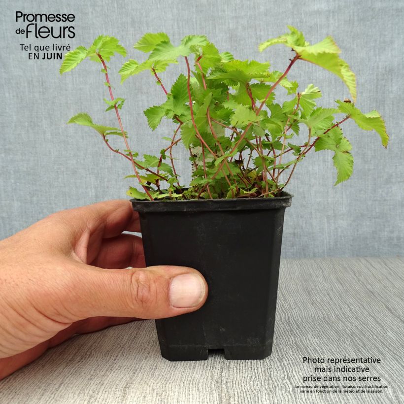 Amostra de Filipendula palmata Nana Vaso de 8/9 cm tal como entregue no verão