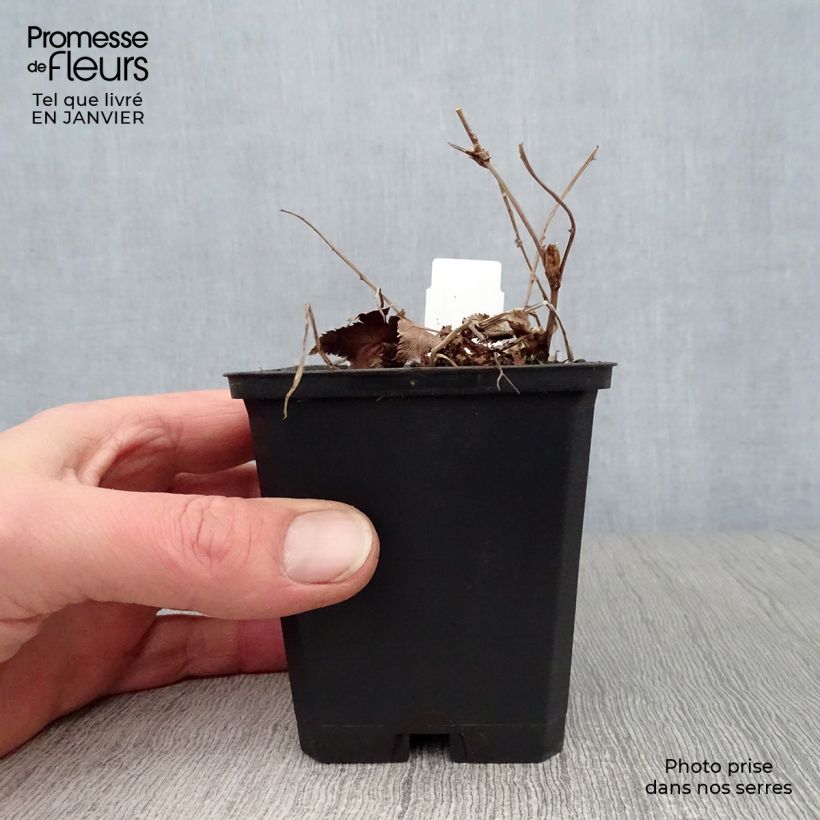 Amostra de Filipendula palmata Nana - Filipendule palmée Vaso de 8/9 cm tal como entregue no inverno