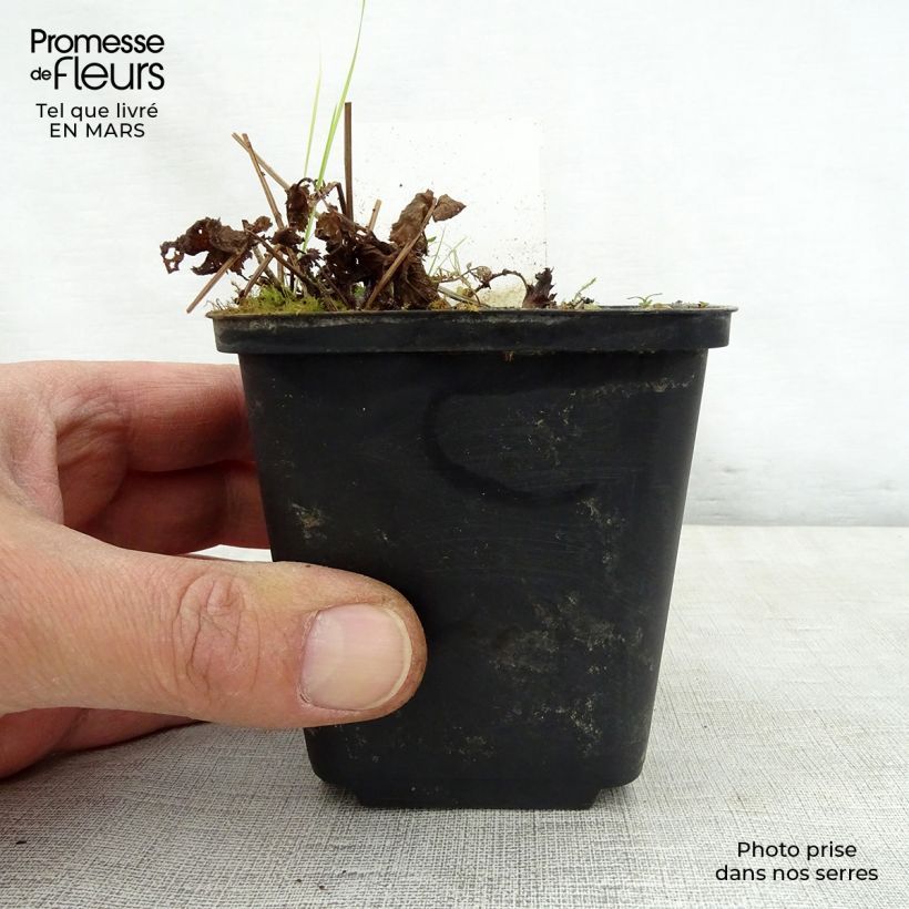 Amostra de Filipendula purpurea Alba Vaso de 8/9 cm tal como entregue na primavera