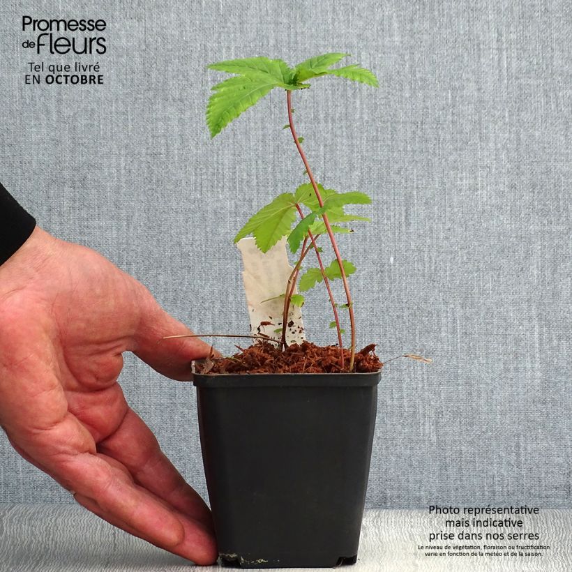 Amostra de Filipendula purpurea Alba Vaso de 8/9 cm tal como entregue no outono