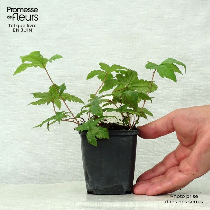 Amostra de Filipendula purpurea Alba Vaso de 8/9 cm tal como entregue no verão