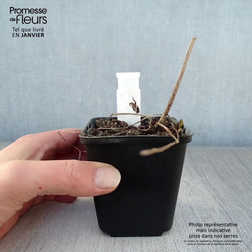 Amostra de Filipendula purpurea Alba - Reine des prés Vaso de 8/9 cm tal como entregue no inverno