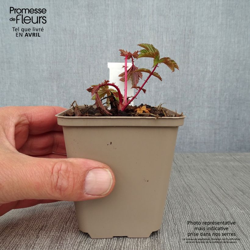 Amostra de Filipendula purpurea Elegans Vaso de 8/9 cm tal como entregue na primavera