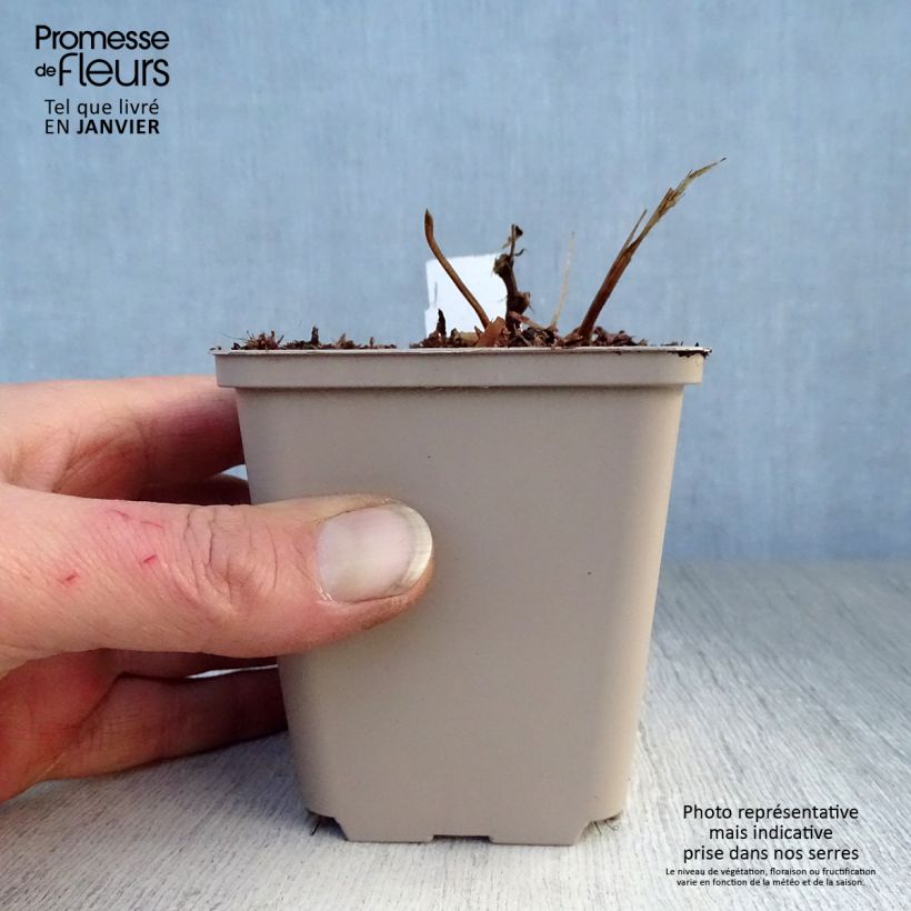 Amostra de Filipendula purpurea Vaso de 8/9 cm tal como entregue no inverno