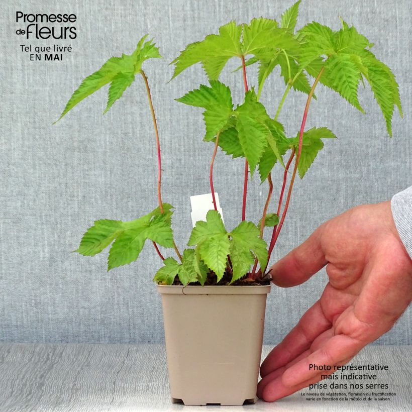 Amostra de Filipendula purpurea Vaso de 8/9 cm tal como entregue na primavera