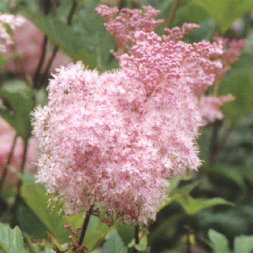 Filipendula purpurea Elegans (Floração)