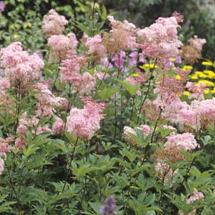 Filipendula purpurea Elegans (Hábito)