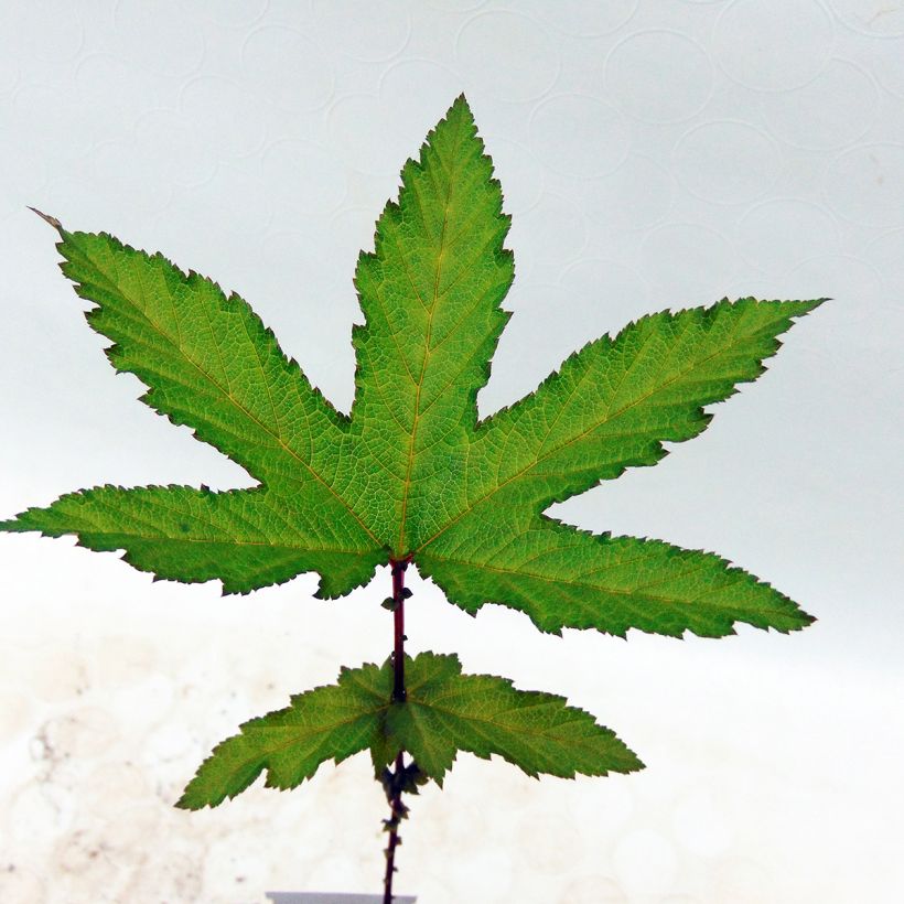 Filipendula rubra Venusta (Folhagem)