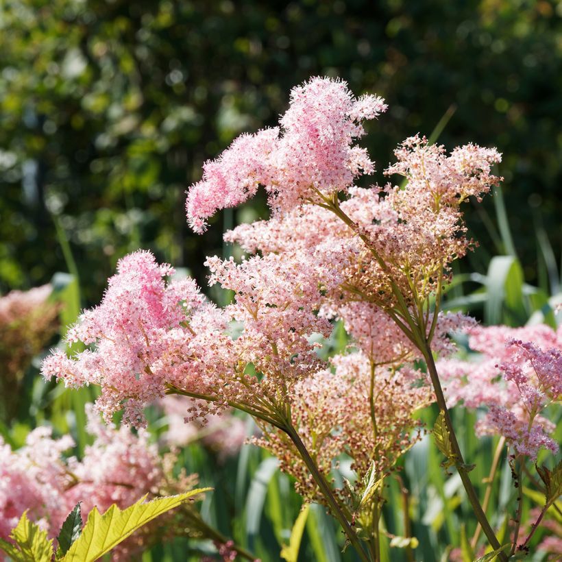 Filipendula rubra Venusta (Floração)