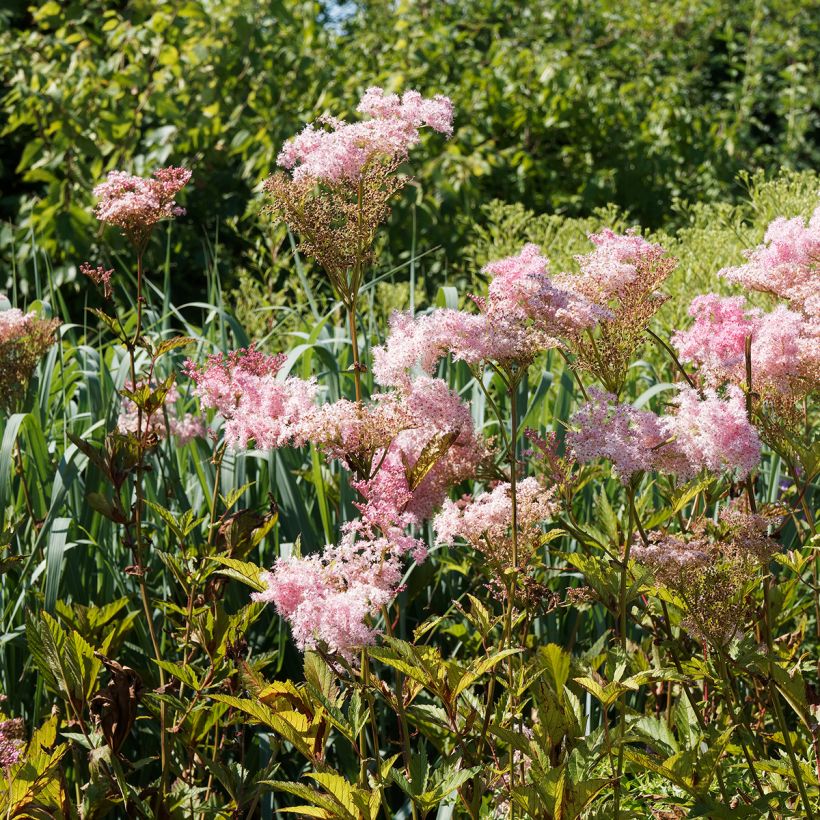 Filipendula rubra Venusta (Hábito)