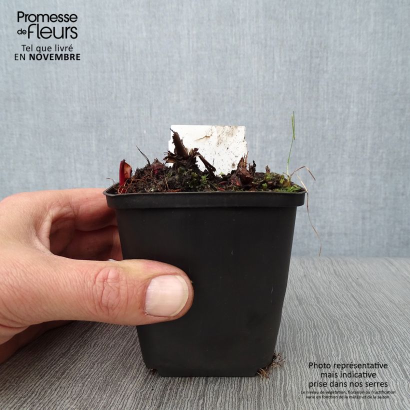 Amostra de Filipendula rubra Venusta Vaso de 8/9 cm tal como entregue no outono