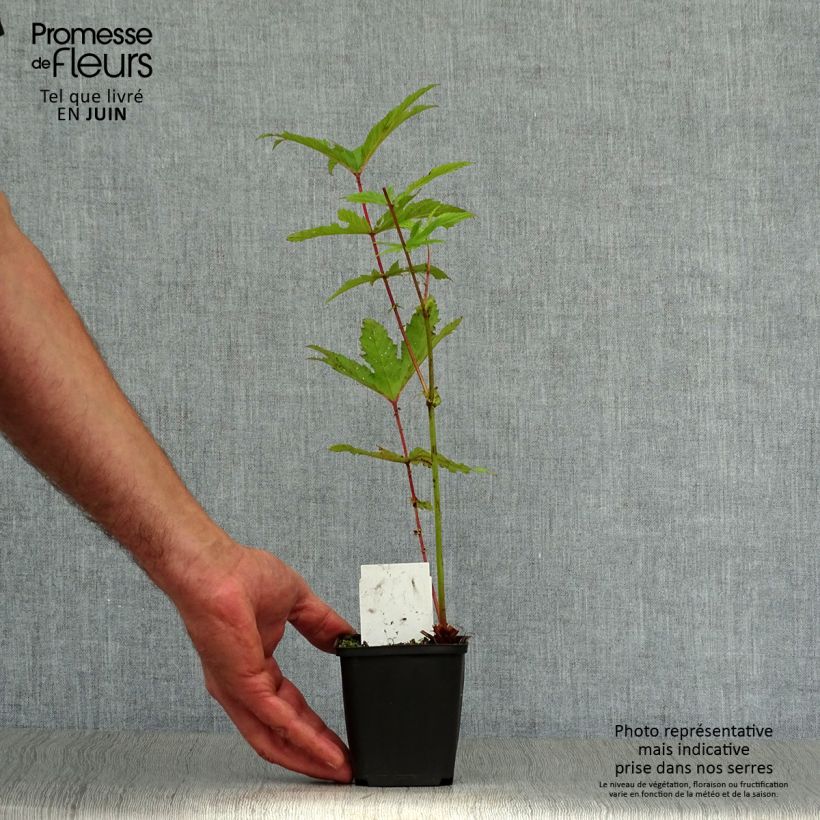Amostra de Filipendula rubra Venusta Vaso de 8/9 cm tal como entregue no verão