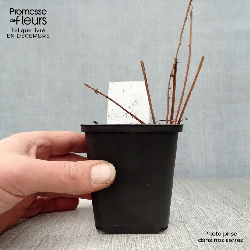 Amostra de Filipendula rubra Venusta - Reine des prés Vaso de 8/9 cm tal como entregue no inverno