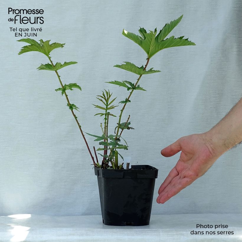 Amostra de Filipendula rubra Venusta Vaso de 2 L/3 L tal como entregue no verão