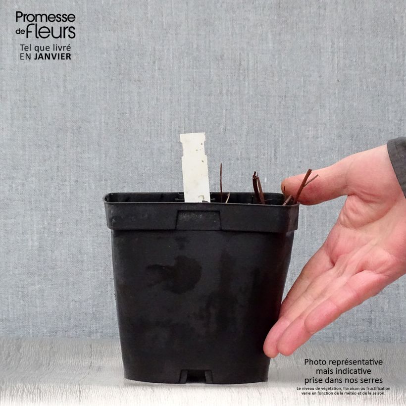 Amostra de Filipendula rubra Venusta - Reine des prés Vaso de 2 L/3 L tal como entregue no inverno