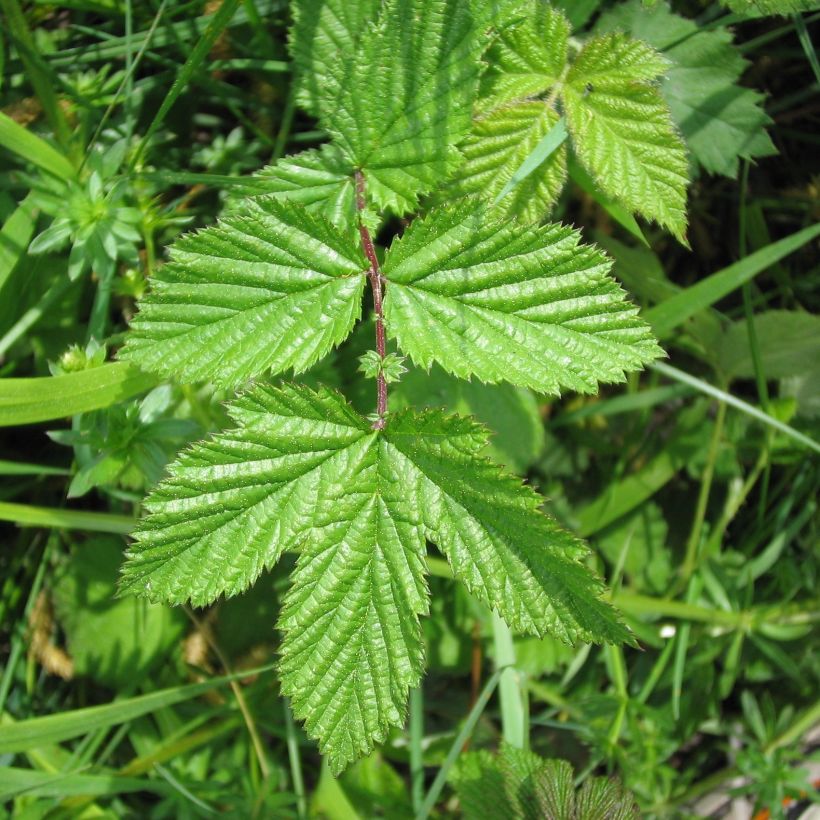 Filipendula ulmaria (Folhagem)