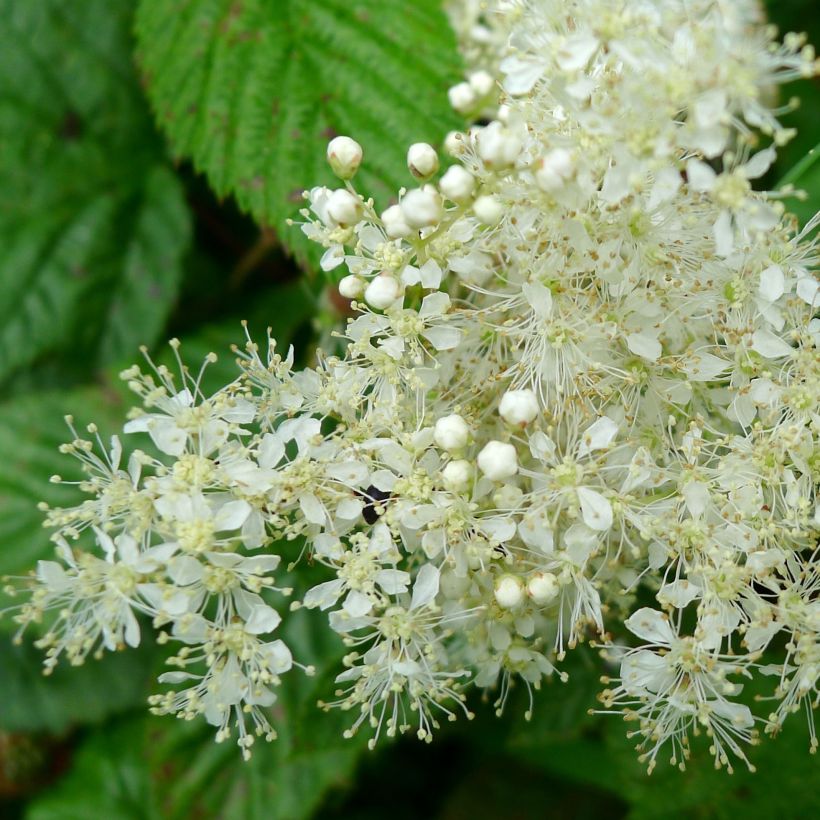 Filipendula ulmaria (Floração)