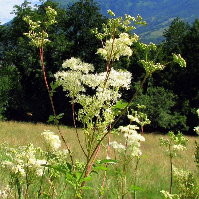 Filipendula ulmaria (Hábito)
