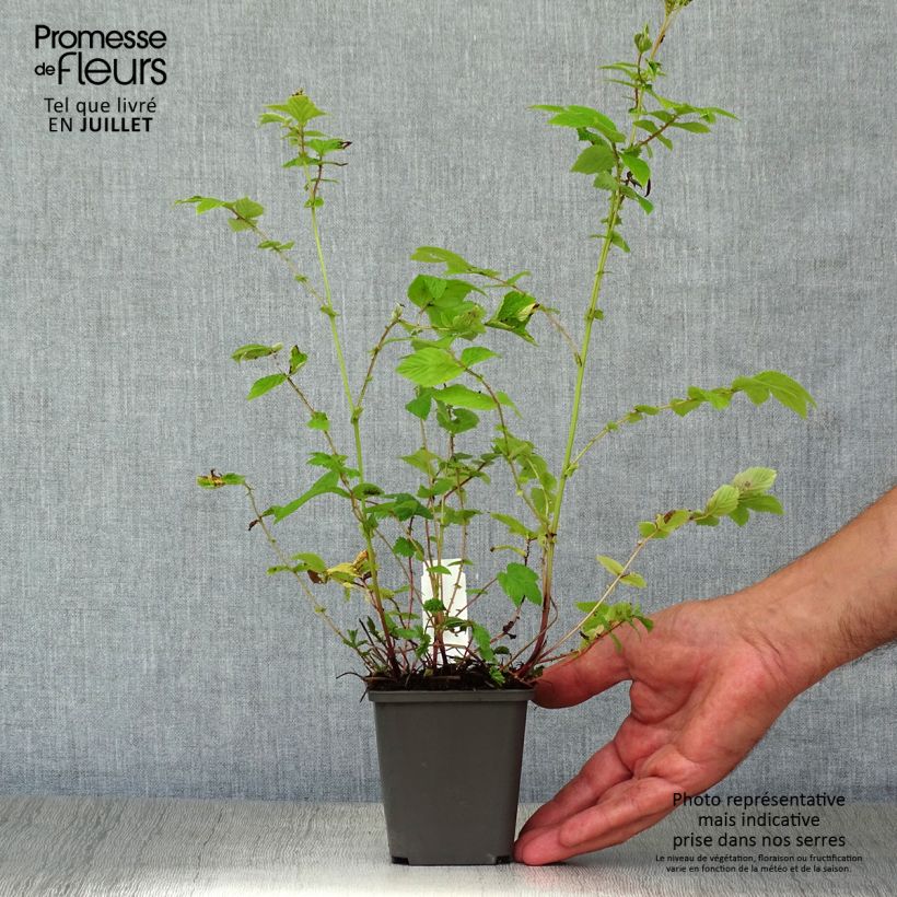 Amostra de Filipendula ulmaria Aurea Vaso de 8/9 cm tal como entregue no verão