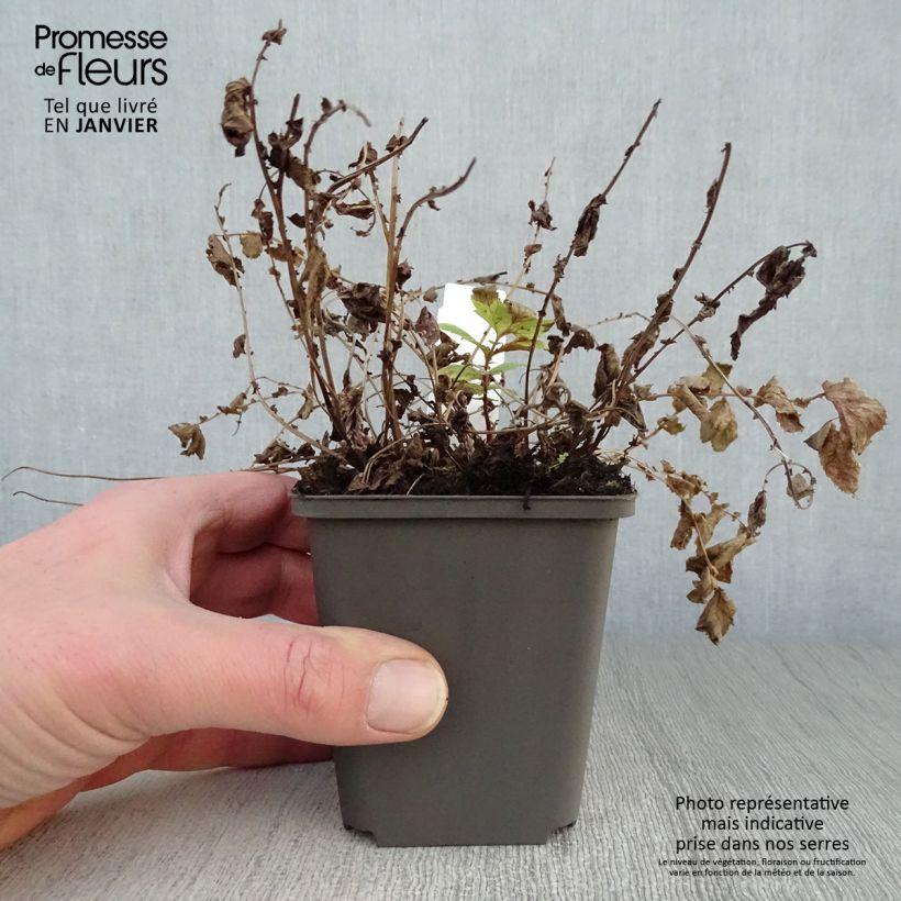 Amostra de Filipendula ulmaria Aurea Vaso de 8/9 cm tal como entregue no inverno