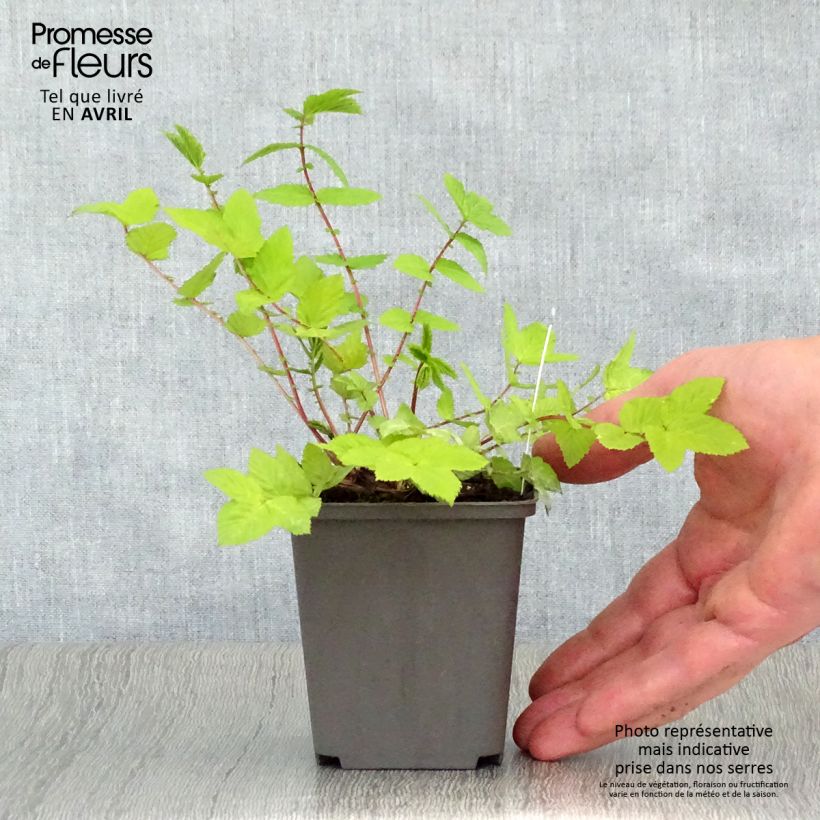 Amostra de Filipendula ulmaria Aurea Vaso de 8/9 cm tal como entregue na primavera