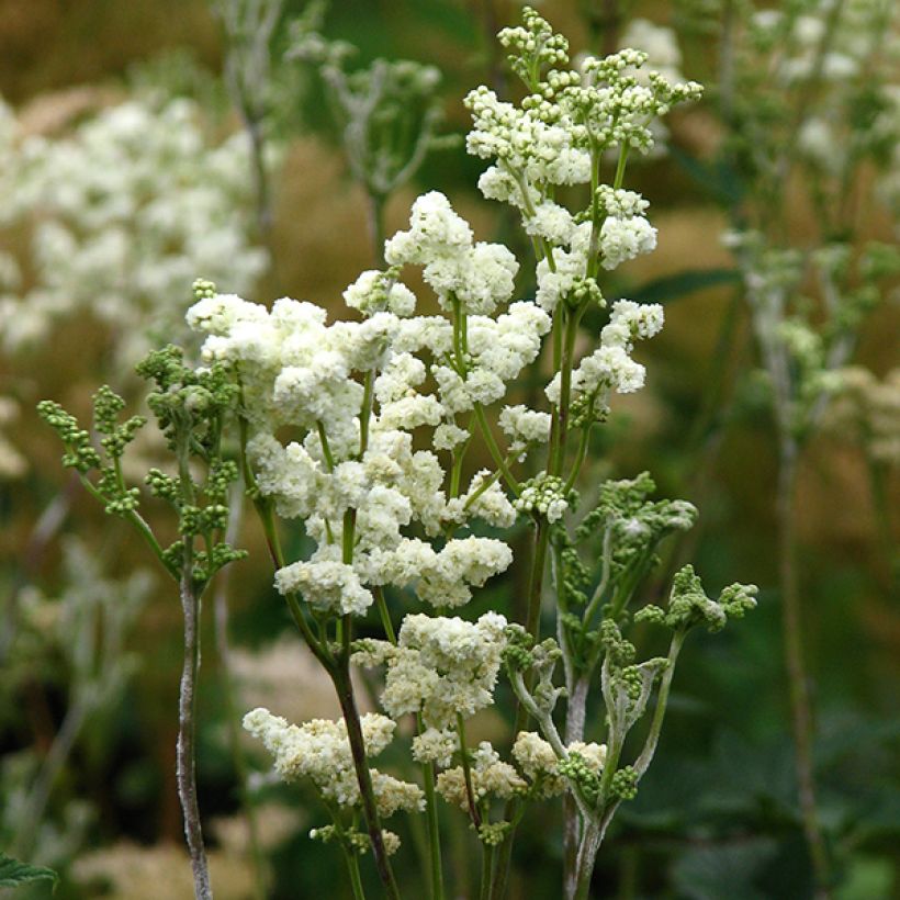 Filipendula ulmaria Plena (Floração)