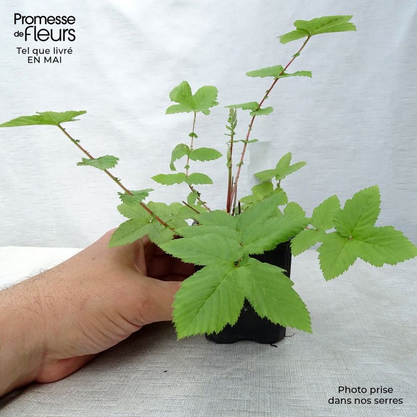 Amostra de Filipendula ulmaria Plena Vaso de 8/9 cm tal como entregue na primavera