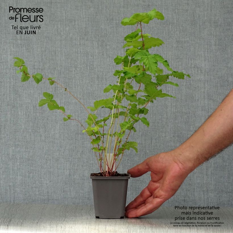 Amostra de Filipendula ulmaria Plena Vaso de 8/9 cm tal como entregue no verão